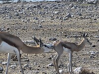 Etosha: Sprinhbokken - moeder en jong