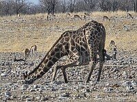 Etosha: Drinkende giraffe