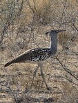 Etosha: Korietrap