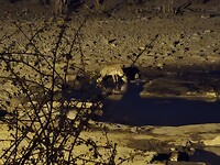Etosha: Hyena aan het water