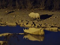 Etosha: 2 Neushoorns