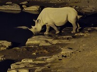 Etosha: Neushoorn
