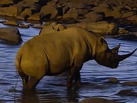 Etosha: Neushoorn