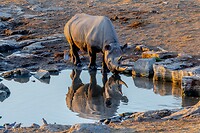 Etosha: Neushoorn