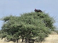 Etosha: Kapgier