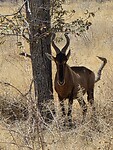 Etosha: Hartebeest