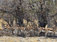 Etosha: Schaduw zoekende springbokken