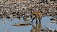 Etosha: drinkende Hyena