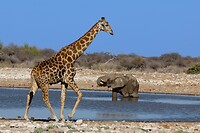 Etosha: Olifant en Giraffe