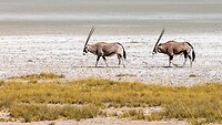 Etosha: 2 gemsbokken op de zoutpan