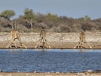 Etosha:3 Drinkende giraffes