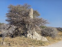 Etosha: termietenheuvel