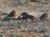 Etosha: zebra mangoestes