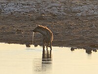 Etosha: Drinkende hyena