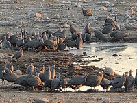 Etosha: parelhoenen en olifantpoep
