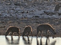Etosha: Drinkende hyenas