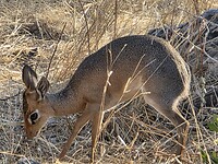 Etosha; dik-dik
