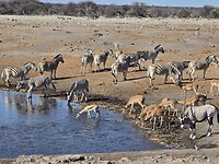 Etosha: zebras en springbokken drinken
