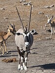Etosha: Gemsbok of spiesbok