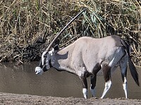 Etosha: Gemsbok of spiesbok