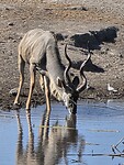 Etosha: man. Koedoe