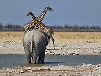 Etosha: Olifant en 2 giraffes
