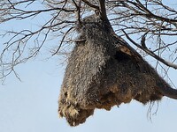 Etosha: Nest van wevers