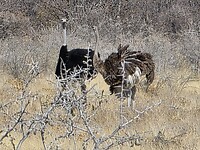 Etosha: vrouw. en ma. Struisvogel