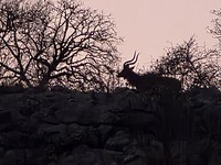 Sohienlodge: Silhouet van ern koedoe