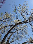 Witte (zeldzame) Jacaranda