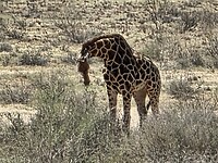 Giraffe bij Koës