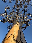 Kokerboom