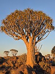 Kokerboom bij zonsondergang