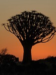 Quiver Tree Rest camp: zonsondergang