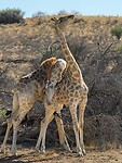verliefde of ruziende giraffes