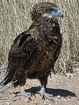 jonge bateleur