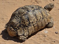 luipaardschildpad