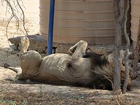kalahari leeuw op de rug