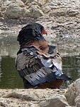 volwassen bateleur