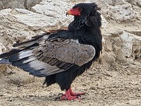 volwassen bateleur