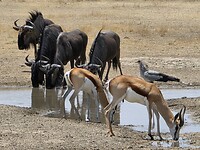gnoe, springbok, secretarisvogel bij de poel