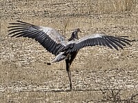 opstijgende secretarisvogel