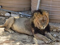 kalahari leeuw (hebben zwarte manen)