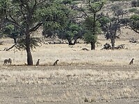 cheetas