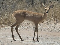 Steenbok