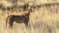 cheetah (jachtluipaard)