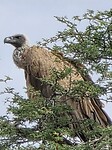 Afrikaanse witruggier