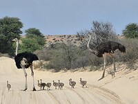 Overstekende familie struisvogels