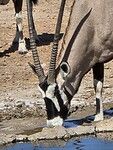 gemsbok