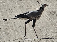 overstekende secretarisvogel
